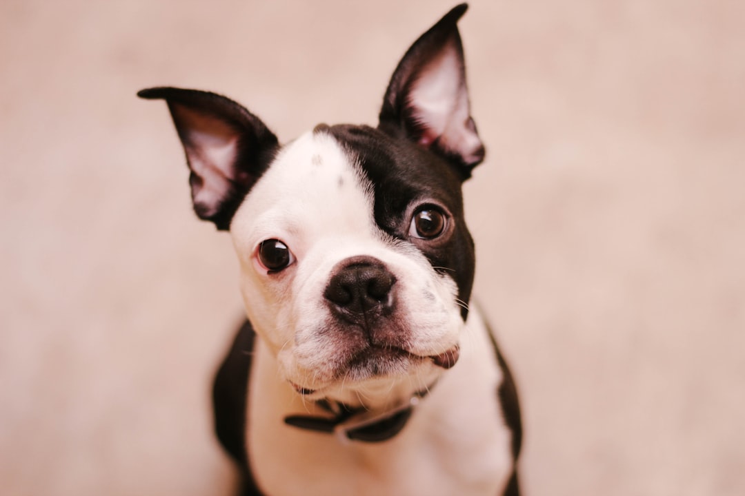 Photo pet breeds
