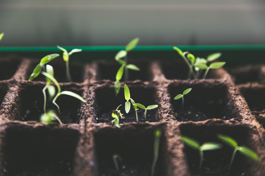 Photo gardening